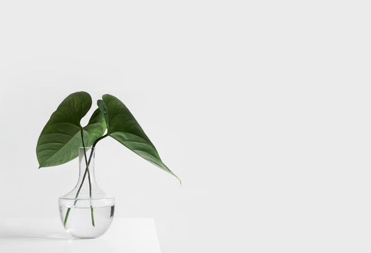 clean botanical scent represented by plant stem in clear vase of water