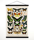 Curious Prints - Vintage Natural History French Butterfly 1Canvas Chart-18x24