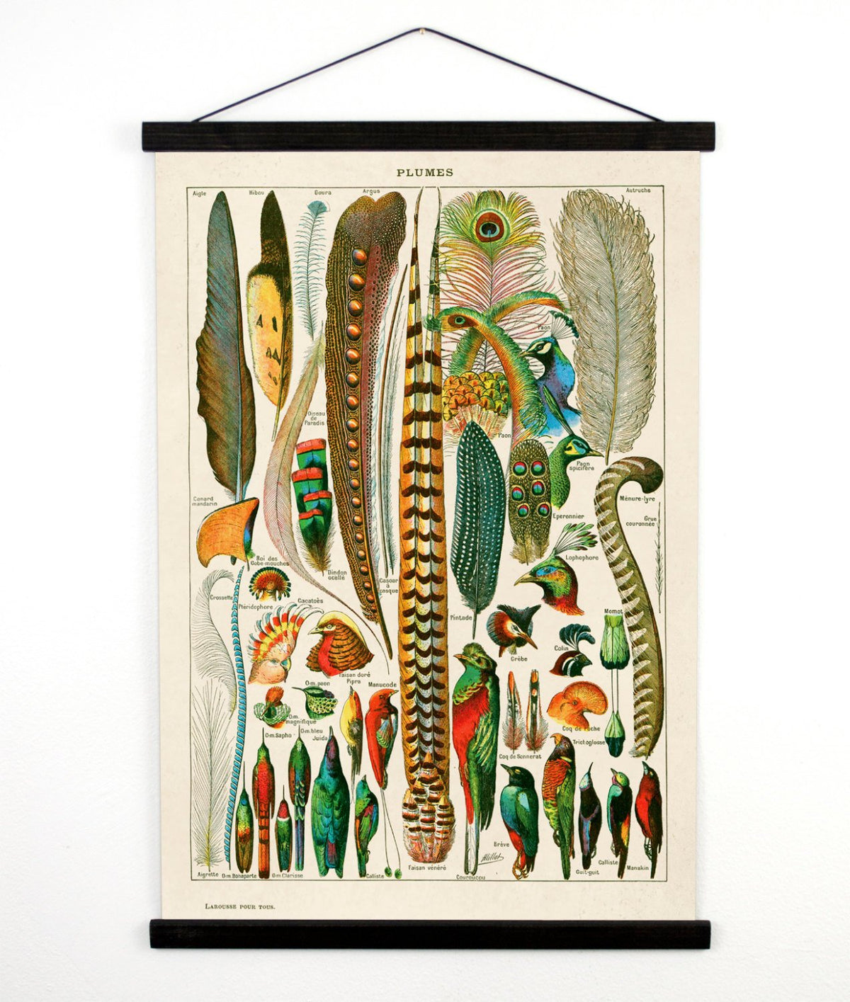 Curious Prints - Vintage Natural History Bird Feather Canvas Hanging-18x24