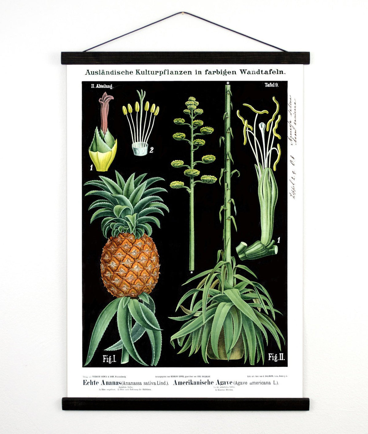 Vintage Botanical German Pineapple Canvas Hanging - 13x17